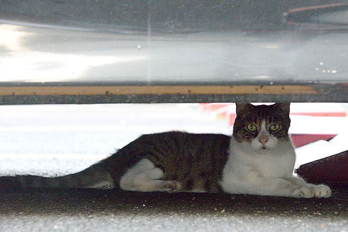 太田区のねこ