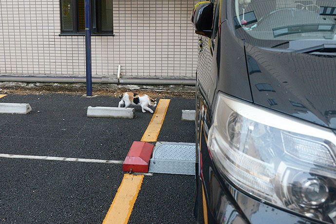 太田区のねこ