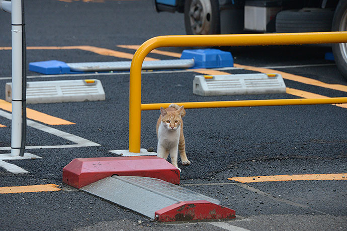 太田区のねこ