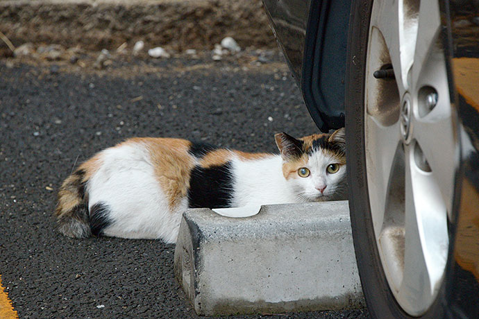 太田区のねこ