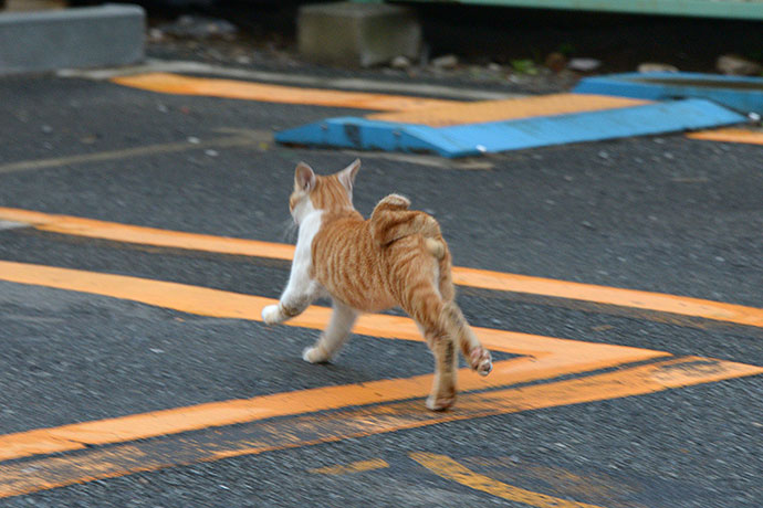 太田区のねこ