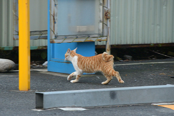 太田区のねこ