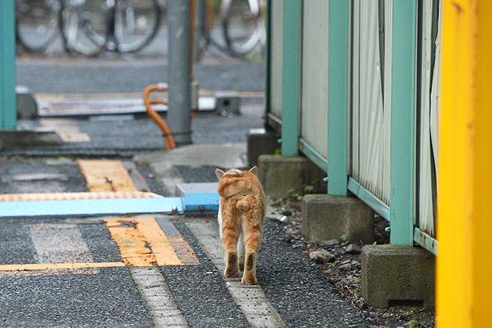 太田区のねこ
