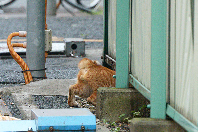 太田区のねこ