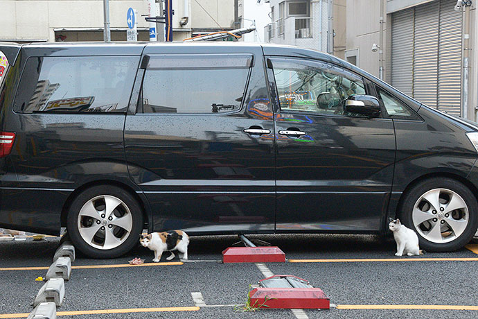 太田区のねこ