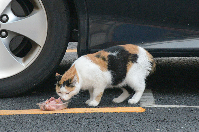 太田区のねこ