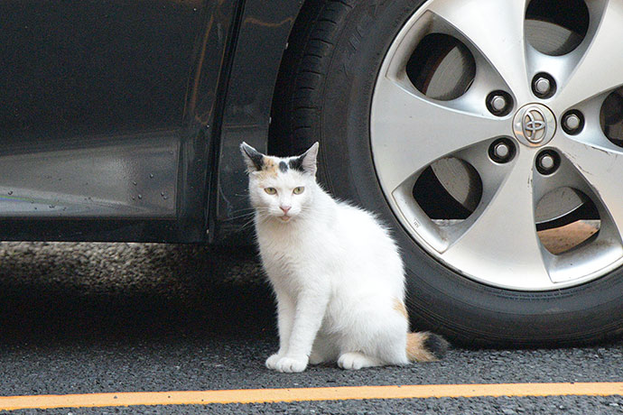 太田区のねこ