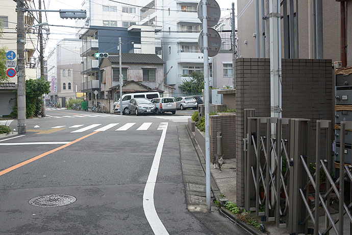 太田区のねこ