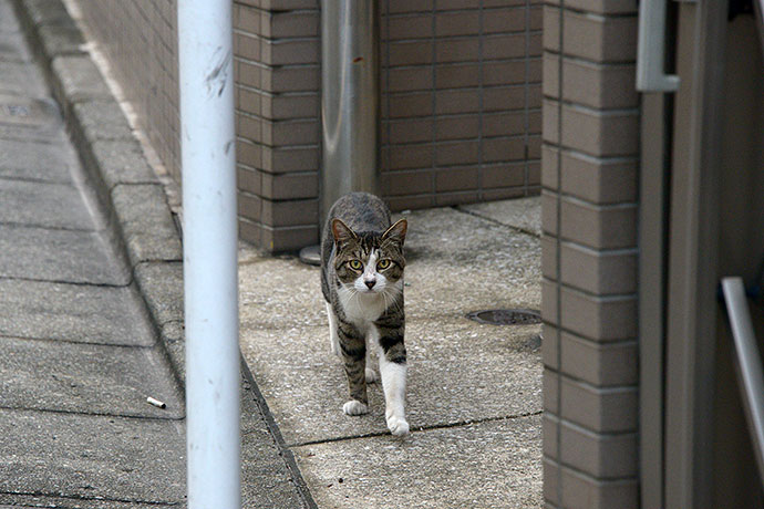 太田区のねこ