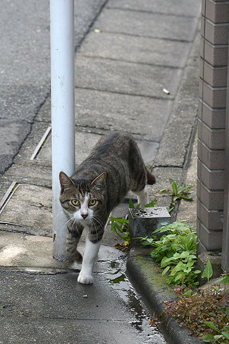 太田区のねこ