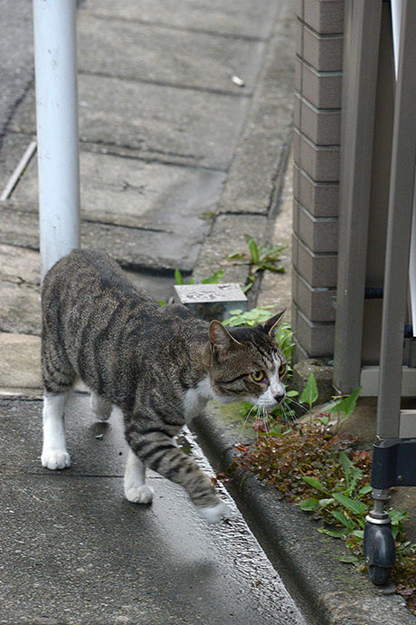 太田区のねこ