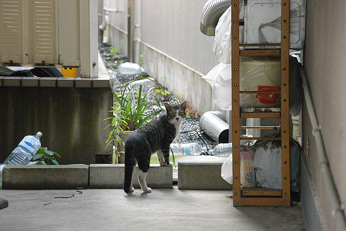 太田区のねこ