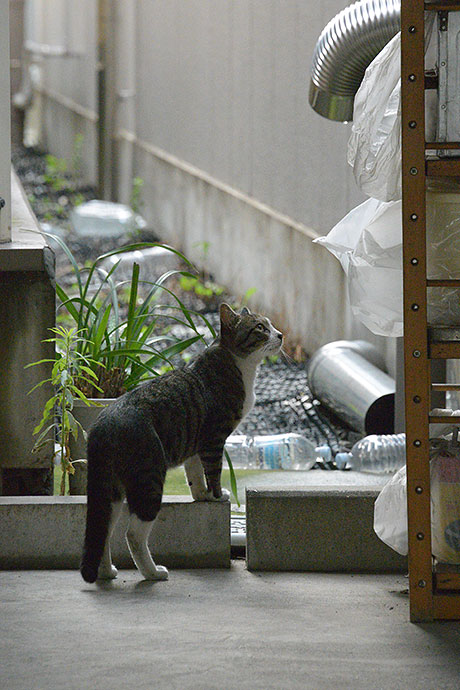 太田区のねこ