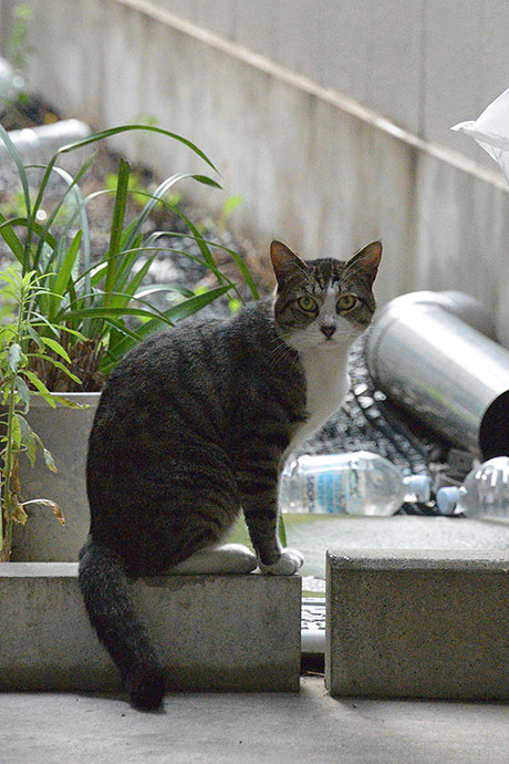 太田区のねこ