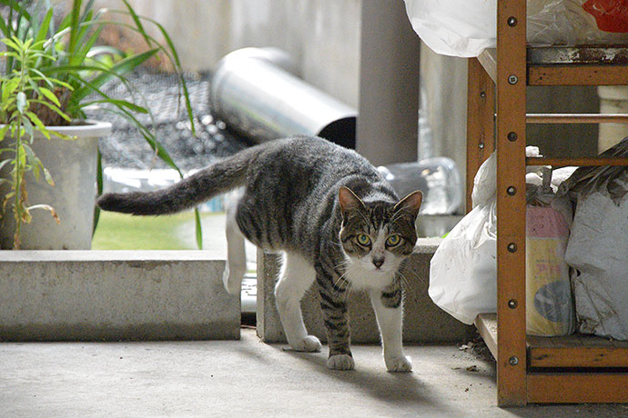 太田区のねこ
