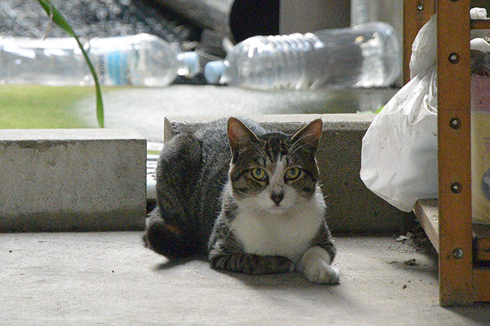 太田区のねこ