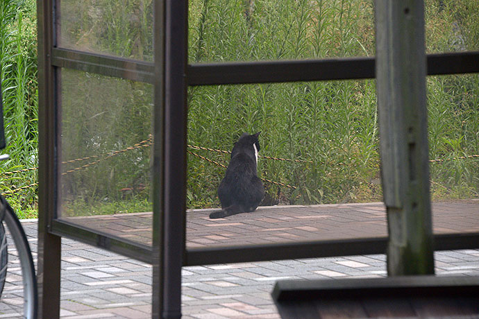 太田区のねこ