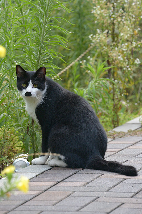 太田区のねこ