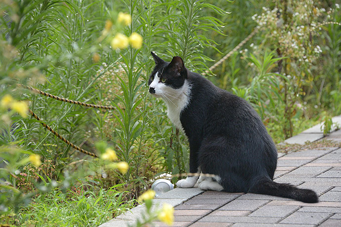 太田区のねこ