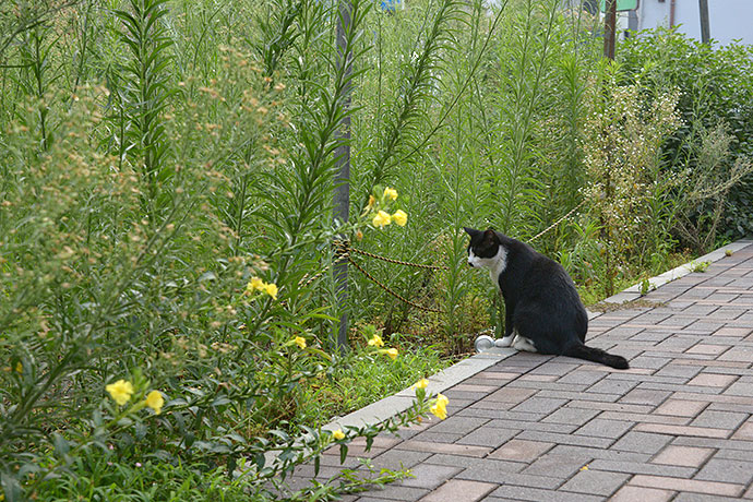 太田区のねこ