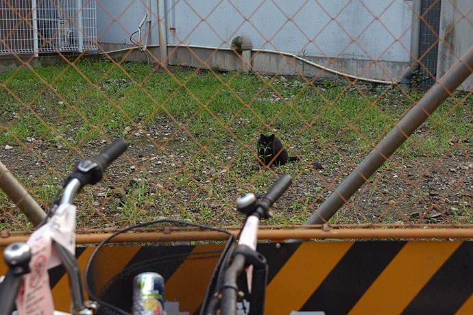 太田区のねこ