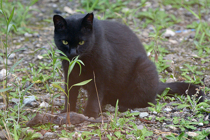 太田区のねこ