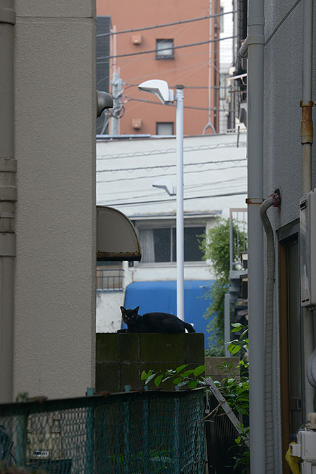 太田区のねこ