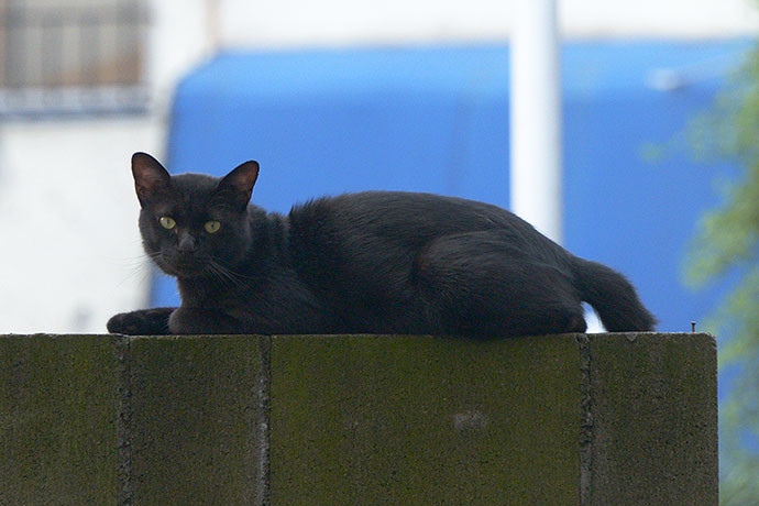 太田区のねこ