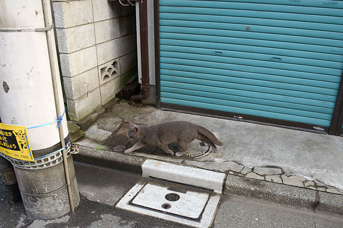 太田区のねこ