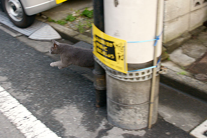 太田区のねこ