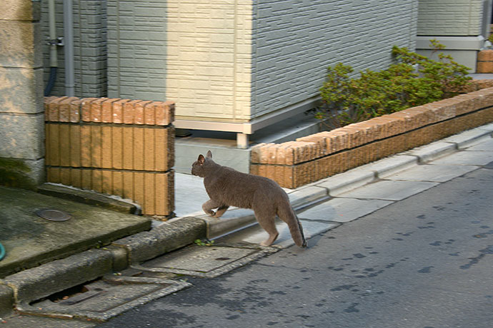 太田区のねこ