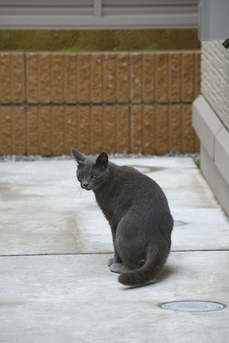 太田区のねこ