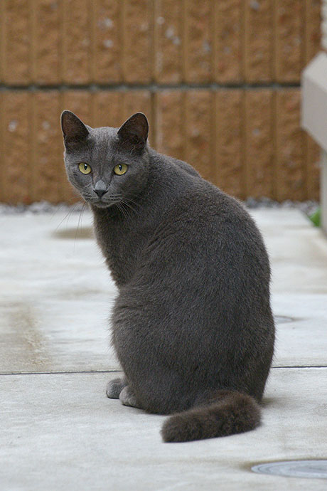 太田区のねこ