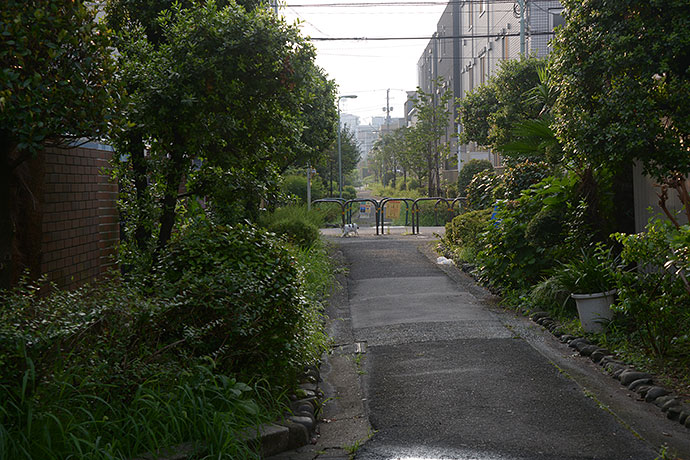 太田区のねこ