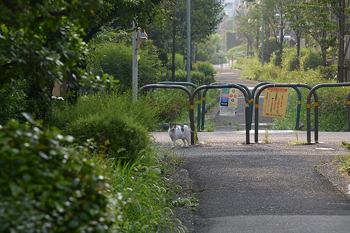 太田区のねこ