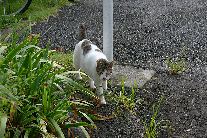 太田区のねこ