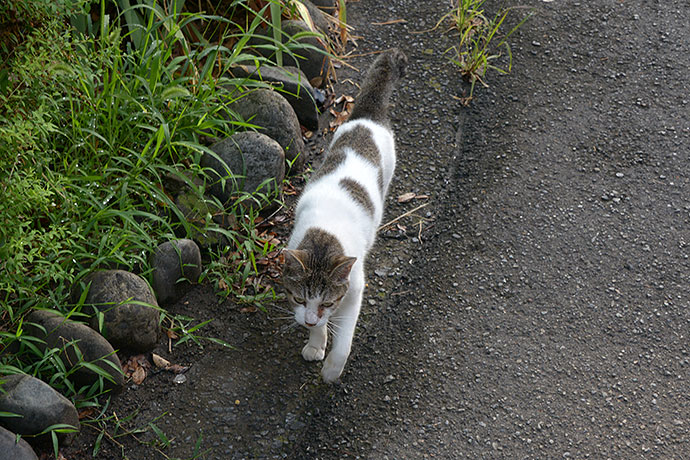 太田区のねこ