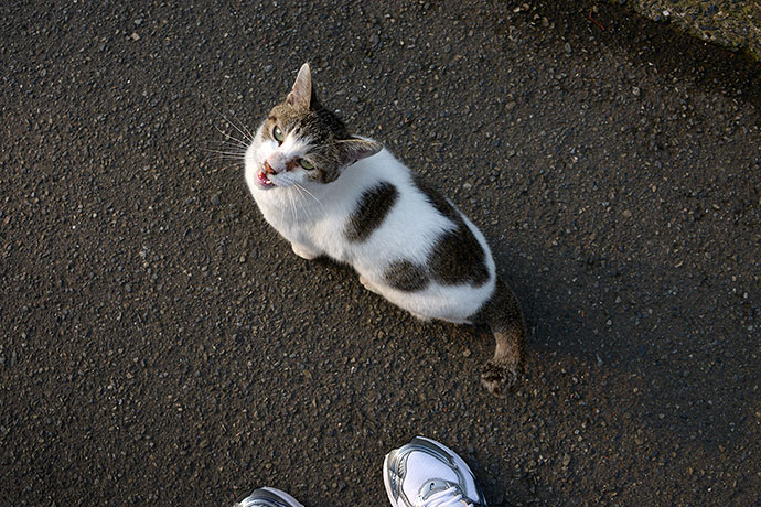 太田区のねこ