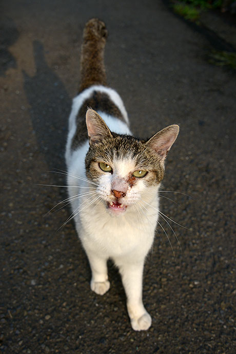 太田区のねこ