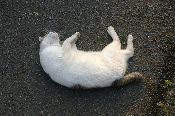 太田区のねこ