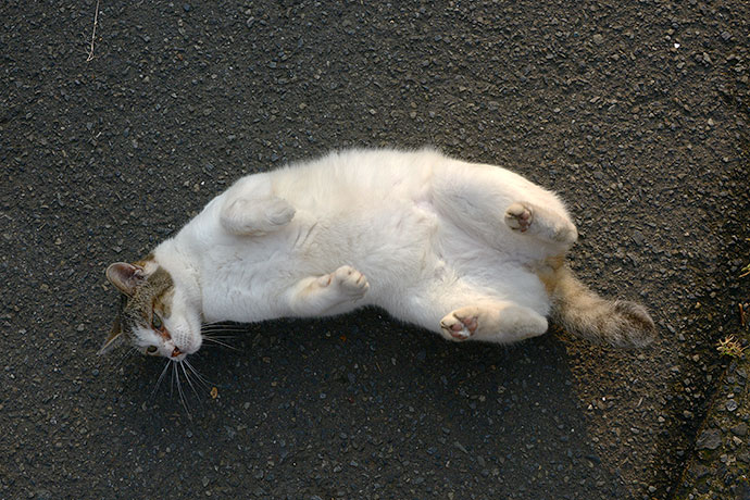 太田区のねこ