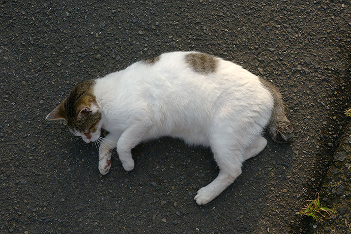 太田区のねこ