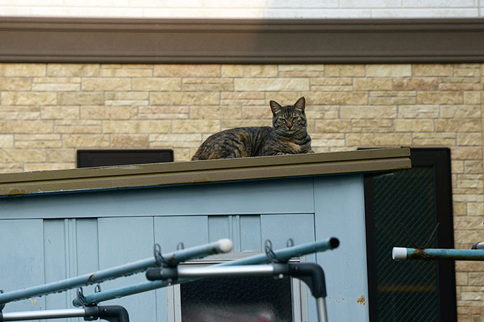 太田区のねこ