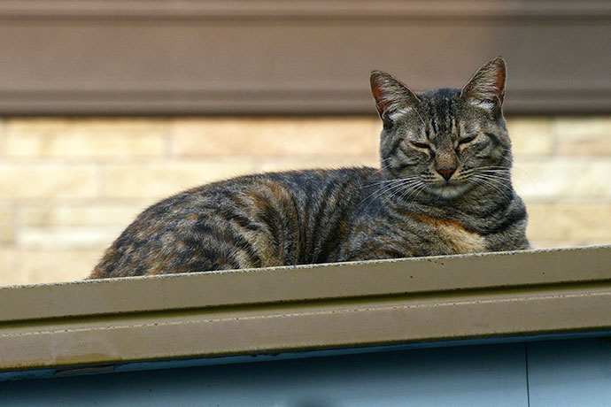 太田区のねこ