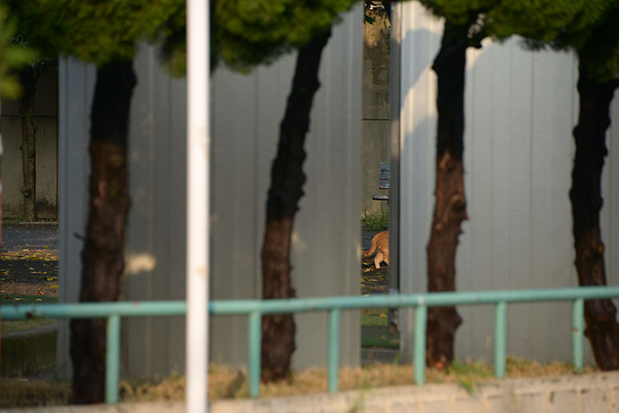 太田区のねこ