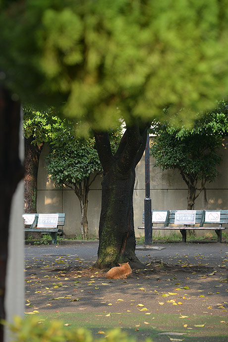 太田区のねこ
