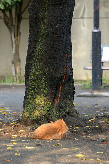 太田区のねこ