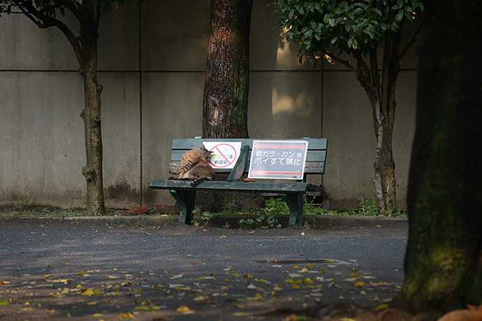 太田区のねこ