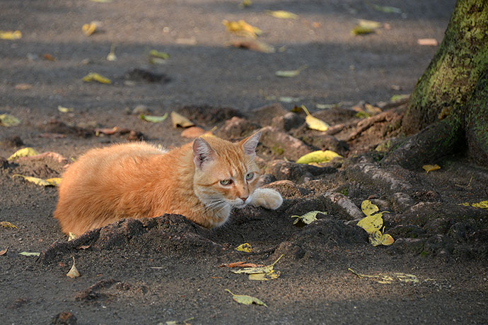 太田区のねこ