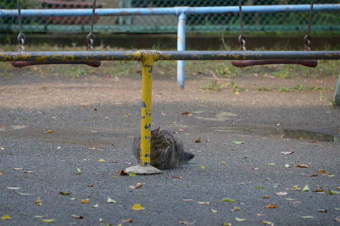 太田区のねこ